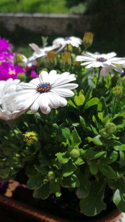 ホテル Italaforesteria Lavone エクステリア 写真